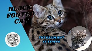 Meet Arya The Blackfooted Cat Kitten [upl. by Chura78]