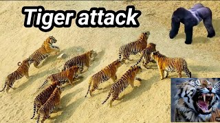 tiger attack  Deer attack Gorilla saved animal animation cartoon [upl. by Esdras]