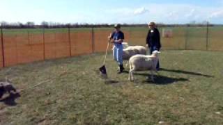 Cairn Terrier Herding Sheep [upl. by Neeron826]