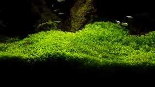 Epic carpet of pearlweed in a planted aquarium [upl. by Ahsenev290]