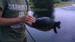 Want a Yellow Bellied Slider Watch This First [upl. by Kevina]