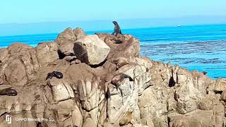 Amazing views of the Monterey and Caramel coastline in CaliforniaOct 2024 [upl. by Niawat]