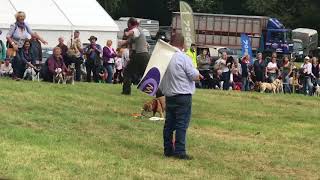 Widecombe Fair 2018  Terrier Racing [upl. by Naillimxam]