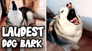 TOP 10 LOUDEST DOG BARKS 🐶 [upl. by Oelgnaed]