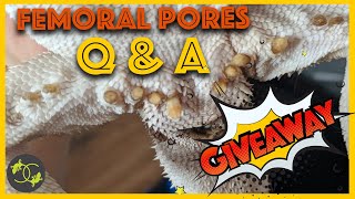 Bearded Dragon Blocked femoral pores Q amp A  Giveaway  Cookies Critters [upl. by Glasgo]