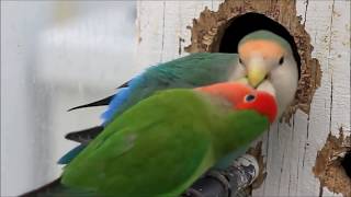 Lovebird 🦜 Breeding  Nest Making  petsandanimals birds nature itspetslifecuteanimals [upl. by Cita]