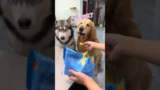 This is a video of the daily life of a golden retriever with mysophobia The daily record of a cute [upl. by Mossolb]