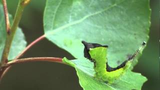 Braconidae  Cotesia affinis parasitized caterpillars of Cerura vinula [upl. by Jocelyn987]