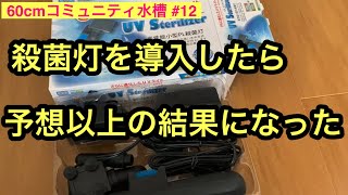 殺菌灯を導入したら予想以上の結果になった。【60cmコミュニティ水槽】12 [upl. by Lednar]