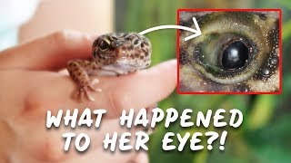 What Happened To My Leopard Geckos Eye [upl. by Asin]