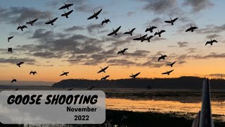 Goose Shooting  Working Dog  Wildfowling [upl. by Gney]