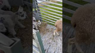 LITTLE LAMBS SEE GRASS FOR THE FIRST TIME lamb cuteanimal cutefarmanimal viralvideo fypage [upl. by Chrisoula228]