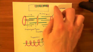 Effect of Endothelins on the Heart Part 6 [upl. by Anirtac]