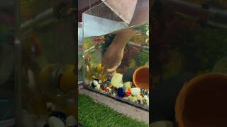 Aquarium internal filter ko clean kr diya aquarium internalfter petsvlog petsman guppybreeding [upl. by Ahsilrac]