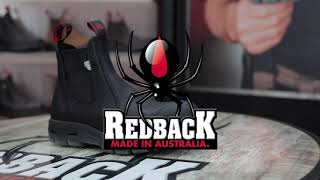 How to care for your Redbacks [upl. by Charis]