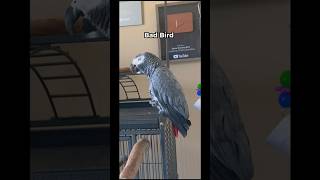 Gizmo says Bad Bird and MBM in One Video 🤯 africangrey talkingparrot [upl. by Nalra]