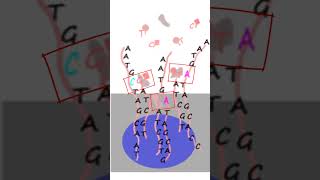 Genotyping SNPs using a BeadChip [upl. by Lillith]