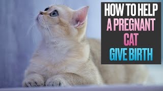 How to Help a Pregnant Cat Give Birth [upl. by Turner]