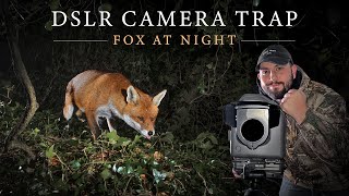 DSLR Camera Trap  Irish Wildlife Photography Red Fox [upl. by Meikah]