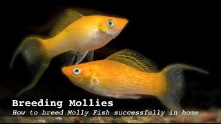 Breeding Mollies How to breed Molly Fish successfully in home aquarium [upl. by Enaz]