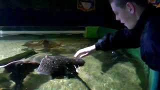 Boy Petting a Ray Fish  Aquarium  Ireland [upl. by Aloise]