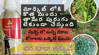 Tolfenpyrd 15� GANA మార్కెట్ లోకి కొత్త మందుమిర్చి లో అన్ని రకాల రోగాలకు ఒక్కటే మందు [upl. by Merridie396]