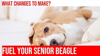 Nutrition Tips for Senior Beagles Keep Your Dog Healthy amp Happy [upl. by Ainej]