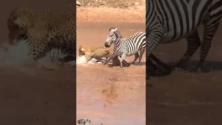 Tiger catch zebra 🦓😱😱 youtubeshorts youtube animals discovery [upl. by Assenad768]