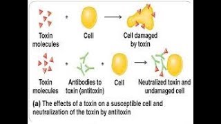 antitoxin mechanism [upl. by Oetomit]