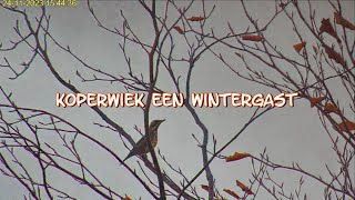 Koperwiek een wintergast 24 11 2023 [upl. by Marr]