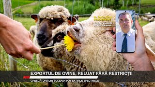 Exportul de ovine reluat fără restricții Crescătorii din Suceava pot extinde efectivele [upl. by Marguerie]