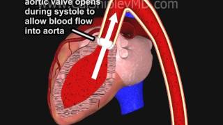 Coronary Artery Perfusion and the Cardiac Cycle Animation by Dr Cal Shipley MD [upl. by Akiemat595]