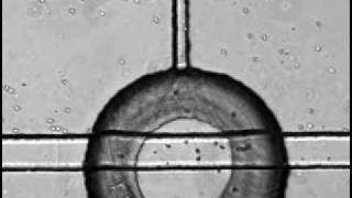 Neutrophil chemotaxis in a microfluidic device Folch lab [upl. by Ateuqirne]