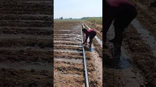 Drip irrigation modificati irrigation drip dripirrigation agriculture farming farmer ytshort [upl. by Ahsiki]