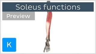 Functions of the soleus muscle preview  3D Human Anatomy  Kenhub [upl. by Creedon]