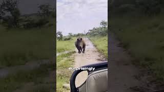 Rhino CHARGING Facts rhino rhinoceros rhinocerosfacts charging shortsvideo animals [upl. by Eseryt]