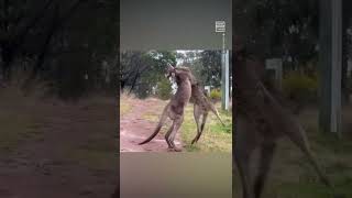 Kangaroo Fight Escalates Quickly 😅 [upl. by Clarkin]