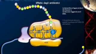 Lezione 21  Sintesi proteica e codice genetico [upl. by Nehcterg]