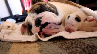 Bulldog Puppy sleeping on Momma [upl. by Brookner919]