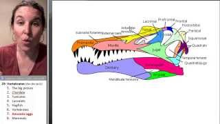 Vertebrates 7 Amniotic egg [upl. by Reklaw]