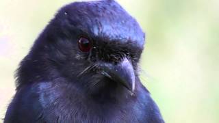 Folktailed Drongo [upl. by Rhoda]