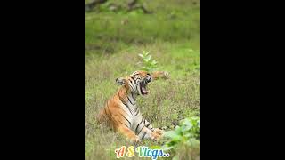 Tigers yawn  Mudumalai Tiger Reserve [upl. by Swan]