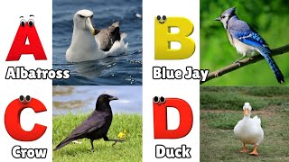 Birds ABC Song for Kids  Phonics for Kids  Alphabet Letters  Learn ABC for Kids [upl. by Glynas568]