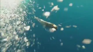 Trolling mackerel on PredaPro lure Live  Dead bait trolling [upl. by Elimac952]