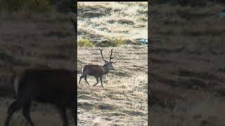 Il cervo della val di Sole  Wildlife Video [upl. by Johppah813]