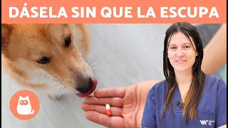 Cómo darle una PASTILLA a un PERRO o GATO sin que la escupa 🐶💊 Trucos y Consejos Veterinarios [upl. by Jerrine896]