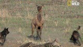 Le courage dune mère élan face aux loups [upl. by Ajssatan]