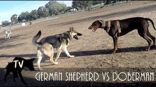 Doberman Protects Pitbull from German Shepherd  Dog Park Vlogs [upl. by Leilah430]