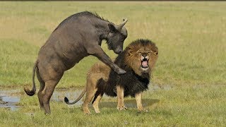 Incredible Lion Vs Buffalo  Buffalo Kill Lion To Save His Life [upl. by Anirba]