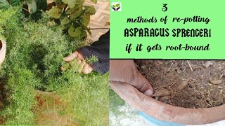 3 methods of repotting the asparagus sprengeri if it gets rootboundPlants are vital [upl. by Seigler]